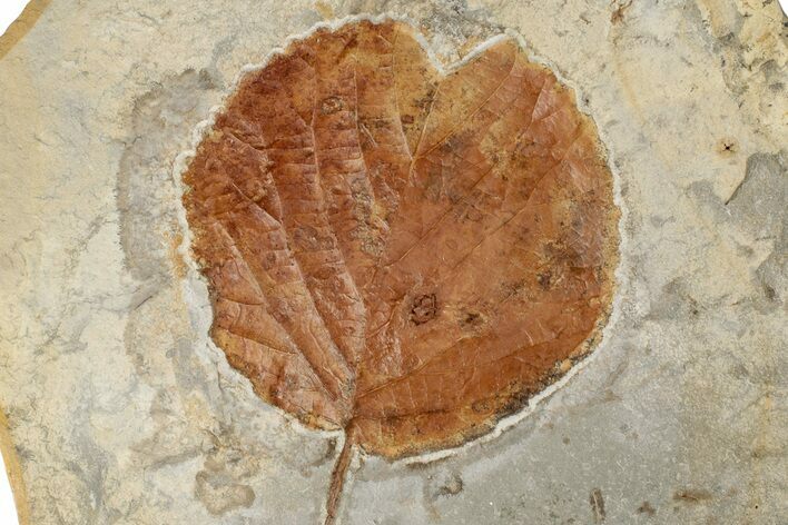 Fossil Leaf (Davidia) - Montana #199564